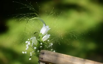 Svētdien Brīvdabas muzejā svinēs ikgadējās Kāzu štelles