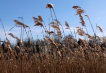 Jauno Būšnieku ezera dabas taku apmeklējuši vairāk nekā 2500 apmeklētāju