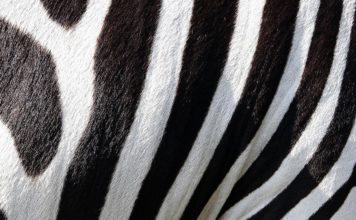 Ventspilnieks.lv viedoklis: Melnā strīpa