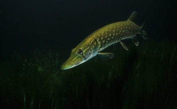 Būšnieku ezerā šogad lielākā bijusi 7,5 kg smaga līdaka