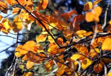 Otrdien iesils līdz +20 grādiem