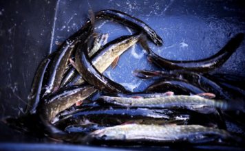 Būšnieku ezerā ielaisti 392 kg līdaku mazuļi