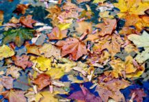 Otrdien īslaicīgi līs un valdīs brāzmains vējš