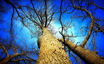 Otrie Ziemassvētki būs vējaini, taču – saulaini