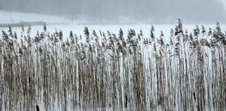 Nedēļa sāksies ar brāzmainu vēju, februāris – ar atkusni