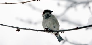 Dienā brīžiem uzspīdēs arī saule, taču pieturēsies neliels sals