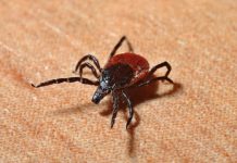 Ventspils novada bērni bez maksas varēs potēties pret ērču encefalītu