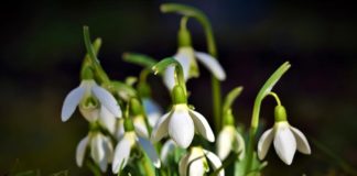 Pavasaris ir klāt! Šonedēļ diena kļūs garāka par nakti