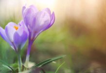 Otrdiena Ventspilī būs saulaina, gaiss iesils līdz +10 grādiem