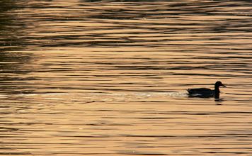 Vārvē upes malā iekārtos stāvlaukumu, atpūtas zonu, volejbola un skatu laukumus