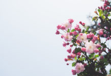 Ceturtdiena būs silta un saulaina, taču atkal dominēs brāzmains vējš