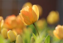 Otrdiena būs pārsvarā saulaina, taču – vējaina un dzestra