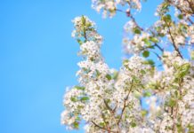 Ventspilī maija pirmā diena būs saulaina, vakarā apmāksies un līs