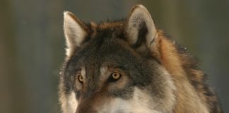 Ventspilī pamanīts klaiņojošs vilks