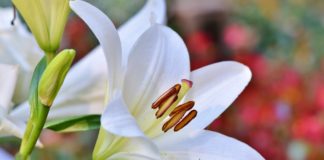 Šonedēļ populārākie vārdi – Jānis un Ausma