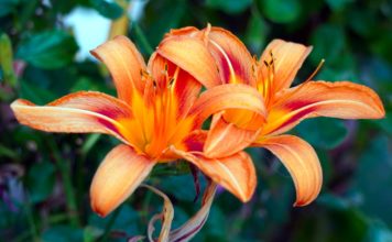 Šonedēļ populārākie vārdi – Oskars un Margarita