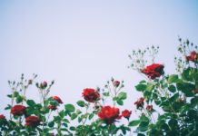 Šovasar par Ventspils pilsētā skaistāko atzīts dārzs Viļņu ielā