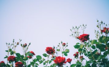 Šovasar par Ventspils pilsētā skaistāko atzīts dārzs Viļņu ielā