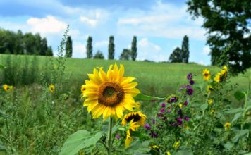 Šonedēļ populārākie vārdi – Linda un Vitālijs