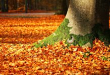 Jau šonedēļ ventspilnieki var bez maksas nodot savāktās koku lapas