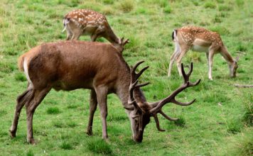 Ventspils paliek bez saviem briežiem