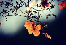 Trešdien saule mīsies ar mākoņiem, diena paies bez nokrišņiem