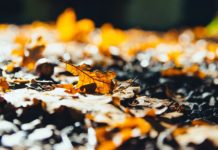 Piektdien valdīs brāzmaini vēji, saule mīsies ar mākoņiem, īslaicīgi arī līs