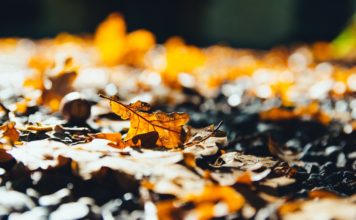 Piektdien valdīs brāzmaini vēji, saule mīsies ar mākoņiem, īslaicīgi arī līs