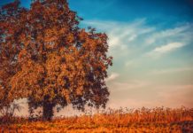 Piektdien bieži uzspīdēs saule, diena Ventspilī paies bez nokrišņiem