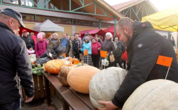 Smagākais ķirbis Ventspilī šogad izaudzis 23 kg smags