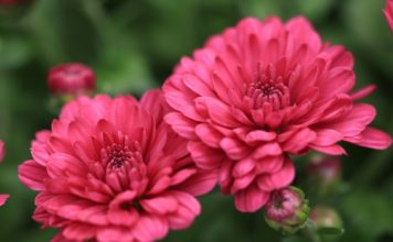 Šonedēļ populārākie vārdi – Ņina un Rinalds