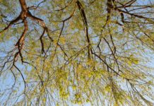 Nedēļa Ventspilī sāksies oktobrim neierasti ļoti silta