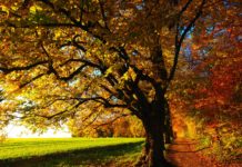 Trešdien būs līdz +17 grādus silts; tik silta diena nebūs līdz pavasarim