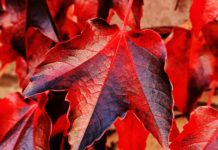 Ceturtdien starp mākoņiem brīžiem uzspīdēs saule