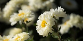 Šonedēļ populārākie vārdi – Elīna un Rolands