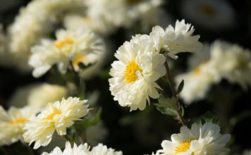 Šonedēļ populārākie vārdi – Elīna un Rolands