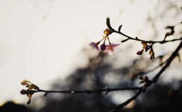 Līdz aprīļa vidum cer sakopt Ventspils pilsētas 450 koku vainagus