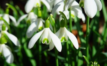 Sieviešu dienā Dzirnavu laukumā ikgadējā sniegpulkstenīšu stādīšanas talka