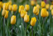 Otrdien Ventspilī īpaši saulaina gaidāma pēcpusdiena