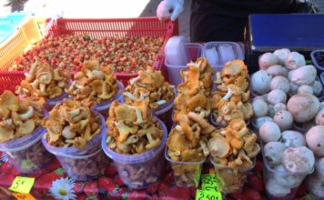 Praktiski padomi sēņotājiem