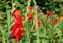 Gladiolu krāšņums ikgadējā Dabas muzeja izstādē