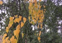Jaunākā laika prognoze nedēļas nogalei