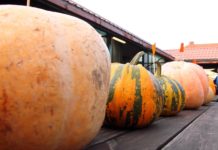 “ĶIRBJU ŠOVS” Ventspils tirgū