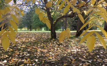 Tuvākajā nedēļā gaidāms lielākoties sauss laiks