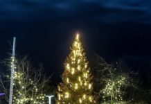 Izraugās galveno Ventspils Ziemassvētku egli