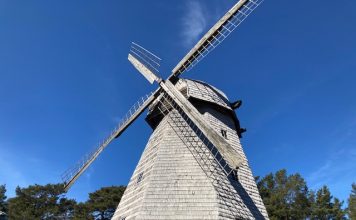 Rudens saulgrieži iegriežas Piejūras brīvdabas muzejā