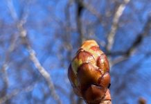 Meteorologi: Brīvdienās laiks būs pavasarīgs – viss zaļos un plauks