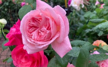 FOTO: Pavasara stādu tirgus Ventspils vecpilsētas tirgus laukumā