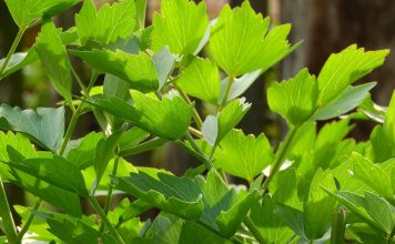 Nost ar “Viagru”, lai dzīvo lupstājs!