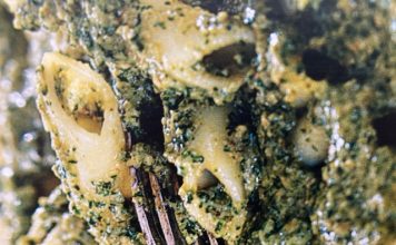 Nedēļas recepte – Makaroni pesto mērcē